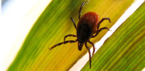 Plaaster ennetab borrelioosi Plaaster ennetab borrelioosi